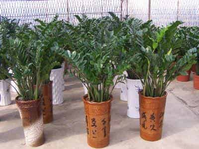 合肥植物租擺|合肥花卉租賃|合肥盆景出租|合肥綠植租賃